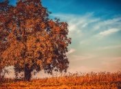 Тепло зміниться снігопадами та ожеледицею: якою буде осінь в Україні