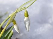 Зима vs Весна: прогноз погоди на завершення грудня