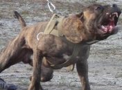 В Кропивницком мужчина натравил собаку бойцовской породы на прохожего 