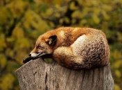 1 сентября - праздник, что категорически запрещено делать, главные приметы