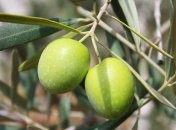 Врачи рассказали, какой продукт нужно употреблять каждый день