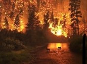 Калифорния в огне: число жертв неумолимо растет