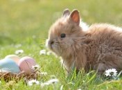 Поздравления с католической Пасхой 2019: проза и открытки