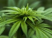 В Амстердамі заборонять продавати коноплю туристам