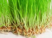 Полезные свойства проросшей пшеницы