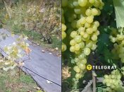 Агроткань в междурядьях виноградника: это просто и удобно