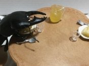 Спайк - жук-рогач, активно ведущий страничку в Instagram (Фото) 