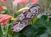 Антуріум — дуже красива "чоловіча" квітка