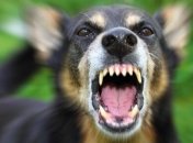 В Киеве зафиксирован еще один случай бешенства