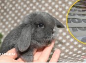 С ними тяжело расстаться, но эти кролики чертовски дорого стоят: вот идея для бизнеса