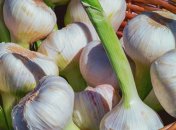 Посадка часнику на зиму