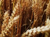 Правительство будет экспортировать пшеницу