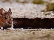 Смертельная лихорадка: В Нигерии заявили о множественных жертвах заболевания