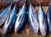 Заменит живых оценщиков: ИИ научили проверять качество рыбы