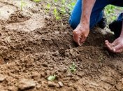 Посадка рослин у березні