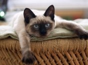 Мотивация, которая позволяет жить дальше: питомцы дарят смысл жизни