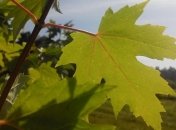 Прогноз погоды на 15 сентября: умеренно тепло и без осадков