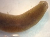 Ученые создали червей с головой и мозгом