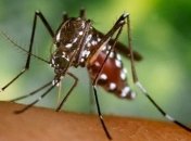 Ученые: личинки москитов могут есть микропластик