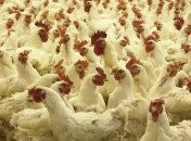 Украина с начала года увеличила экспорт мяса птицы