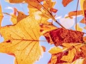 Осеннее равноденствие 2019: когда начинается и какие чудеса бывают в этот день