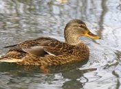 В штате Мичиган фальшивые койоты отпугивают гусей и уток