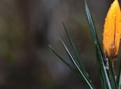 Погода на сьогодні: в Україні пройдуть дощі, температура до +21°