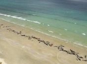 В Новой Зеландии сотни дельфинов выбросились на берег (Видео)
