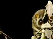 Малого лори поймали на зимней спячке  