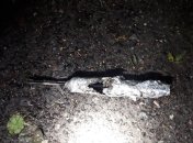 Хвастался "игрушкой": в Черкассах двое мужчин получили травмы после взрыва самодельной взрывчатки