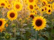 ООН объявила 2020-й год Международным годом здоровья растений