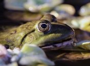 Найдена самая большая в мире амфибия