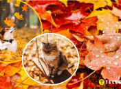 Осіння погода