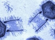 Оно живое? У гигантских вирусов нашли признаки живых существ 