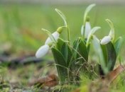 У Холодному Яру на Чигиринщині вже розцвіли підсніжники