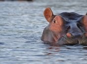 Гость из города любви: зоопарк в Киевской области пополнился бегемотом из Франции