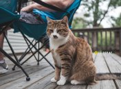 Коты не такие эгоисты, как кажутся