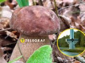 Грибні місця Волині