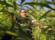 В Чернигове нашли коноплю на 3 миллиона гривен