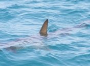 Discovery планирует заняться защитой акул, которым угрожает нелегальная торговля плавниками