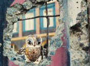 Кадр из фильма "Порцелянова війна"