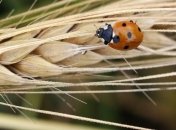 В Беларуси собран рекордный урожай зерновых - более 9 млн т