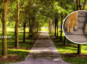 У Львові побачили небезпечних хижаків