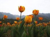 Прогноз погоды на 13 апреля: в Украину идет похолодание