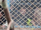 Заключенные в Бучанской колонии жалуются на крыс