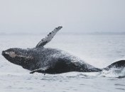 Все для китов: новый метод мониторинга за их популяцией поможет ученым сохранить больших млекопитающих