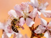 Яке сьогодні свято — Апостол Юда Тадей