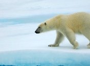 Белые медведи могут полностью исчезнуть из-за глобального потепления