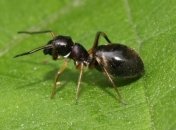 Ученые сделали неожиданное открытие о муравьях