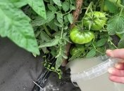 Использование подкормок помогает значительно улучшить качество урожая помидоров